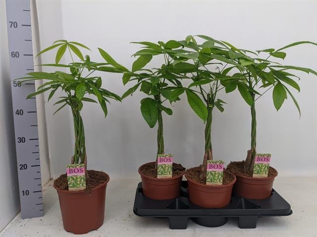 Kambarinis augalas, raivė, vazonėlio skersmuo 19 cm.