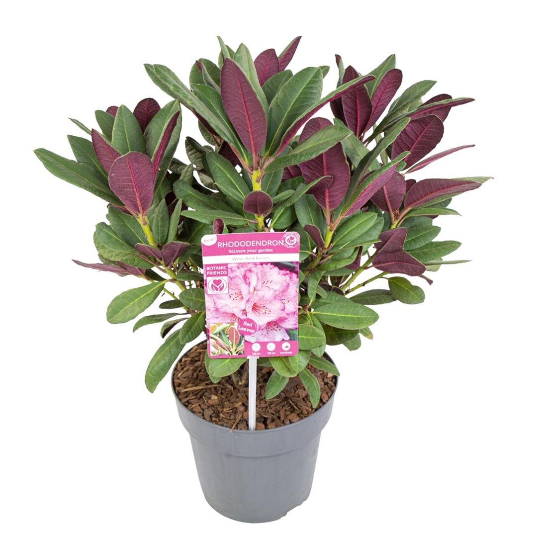Dekoratyvinis krūmas, rododendras "Wine & Roses", vazonas 3 l.