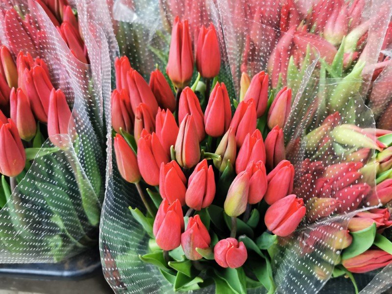 Skintos tulpės, 11 vnt.