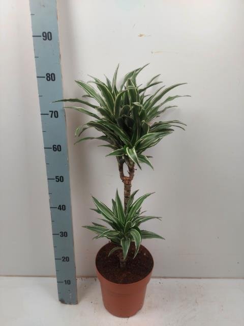 Kambarinis augalas, dracena "De Warneckei", vazonėlio skersmuo 21 cm.