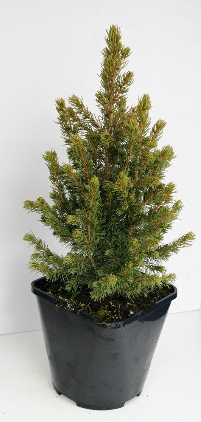 Spygliuotis, eglė baltoji "Rainbows End", vazonėlio skersmuo 23 cm.