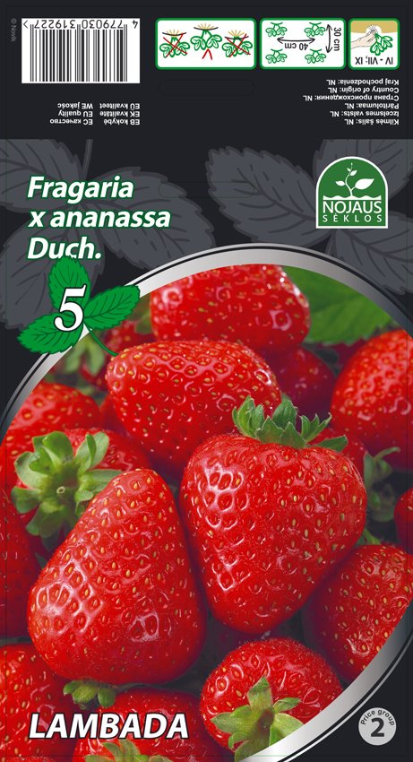 Braškių daigai (frigo) "LAMBADA", 5 vnt. pakuotėje