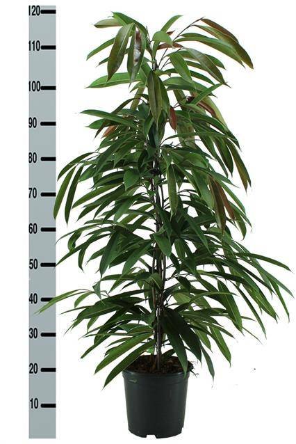 Kambarinis augalas, fikusas "Amstel King", vazonėlio skersmuo 21 cm.