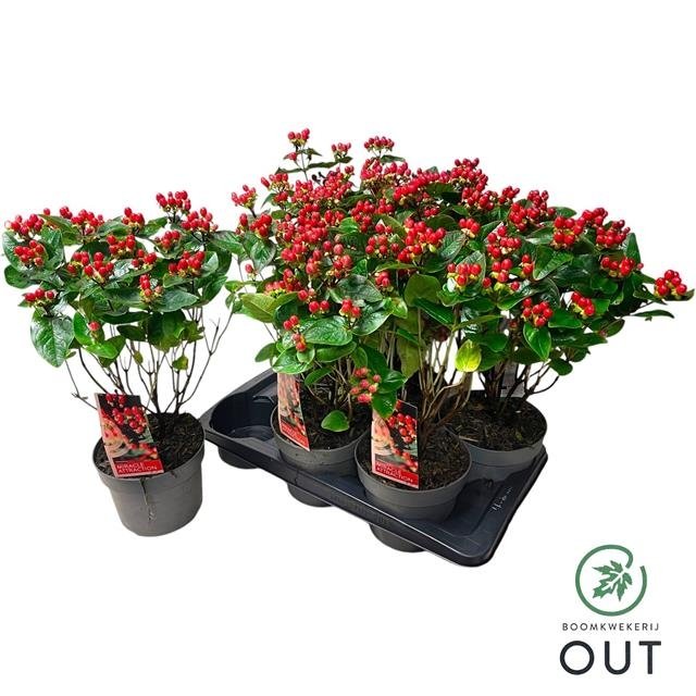 Žolinis augalas, jonažolė, vazonėlio skersmuo 17 cm.