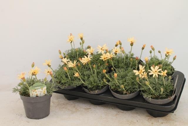 Vienmetė gėlė, rodantemas (rodanthemum), vazonėlio skersmuo 13 cm.