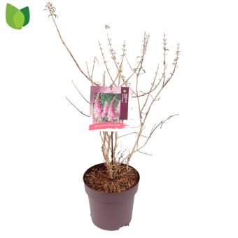 Dekoratyvinis krūmas, budlėja "Pink Delight", vazonėlio skersmuo 27 cm.