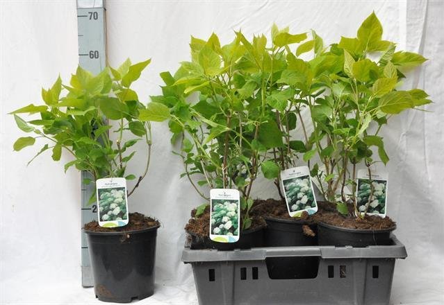 Dekoratyvinis krūmas, hortenzija "Annabelle", vazono skersmuo 19 cm.