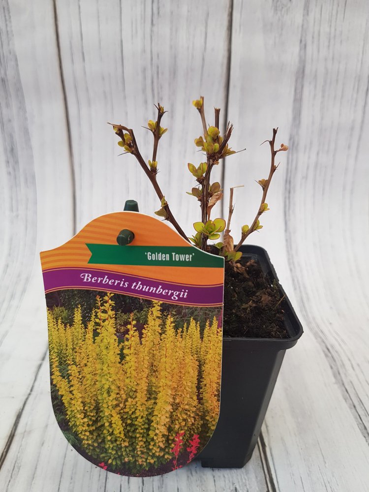 Dekoratyvinis krūmas, raugerškis tunbergo "Golden Tower", vazonėlio skersmuo 9 cm.