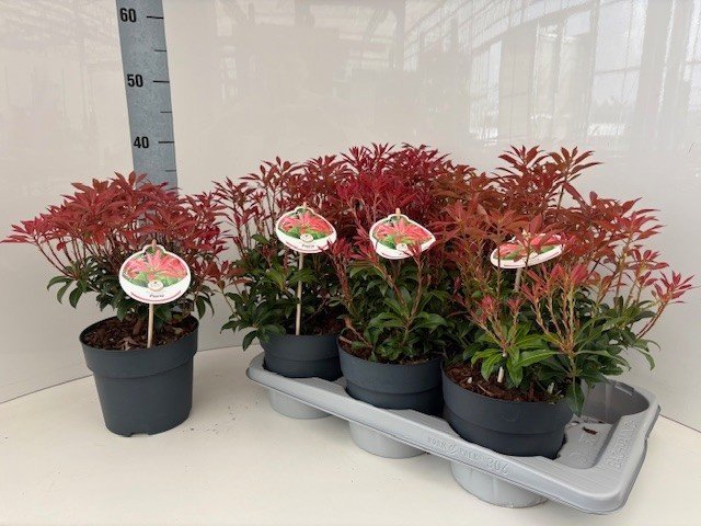 Dekoratyvinis krūmas, pieris "Mount Fire", vazonėlio skersmuo 17 cm.