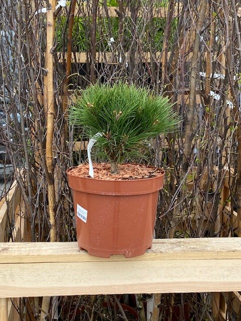 Spygliuotis, pušis dekoratyvinė "Maylan Compact", vazonėlio skersmuo 23 cm.