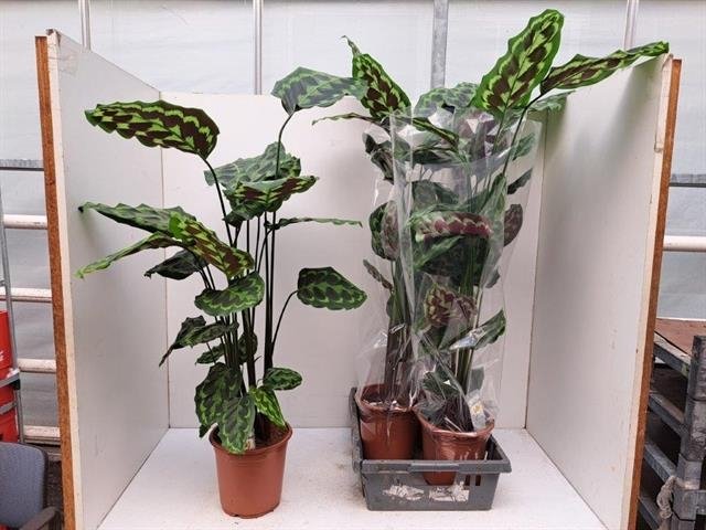 Kambarinis augalas, kalatėja, vazonėlio skersmuo 21 cm.