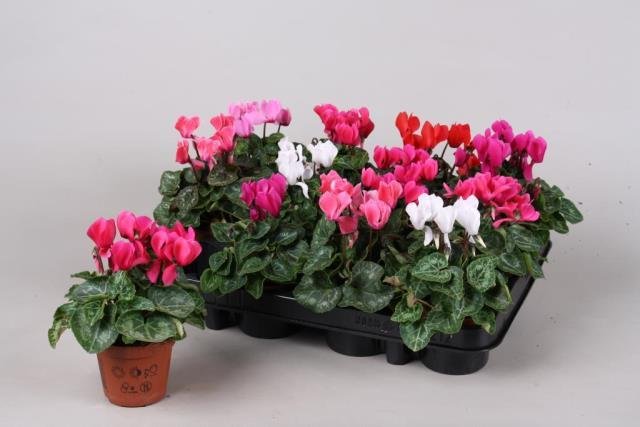 Kambarinis augalas, ciklamenas, vazonėlio skersmuo 8 cm.