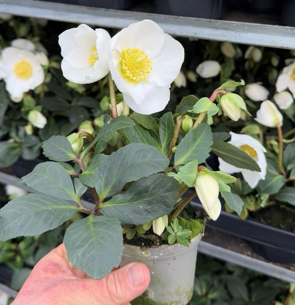 Daugiametė gėlė, eleboras "Winter Gold", vazonėlio skersmuo 14 cm.