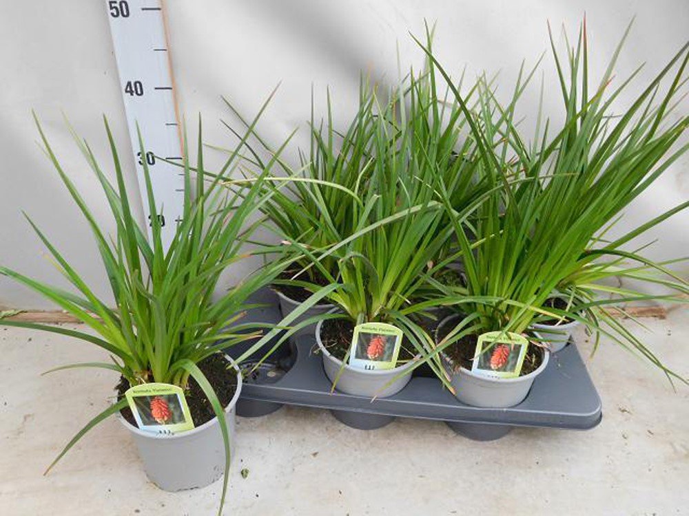 Daugiametė gėlė, knipofija "Alcazar", vazonėlio skersmuo 15 cm.