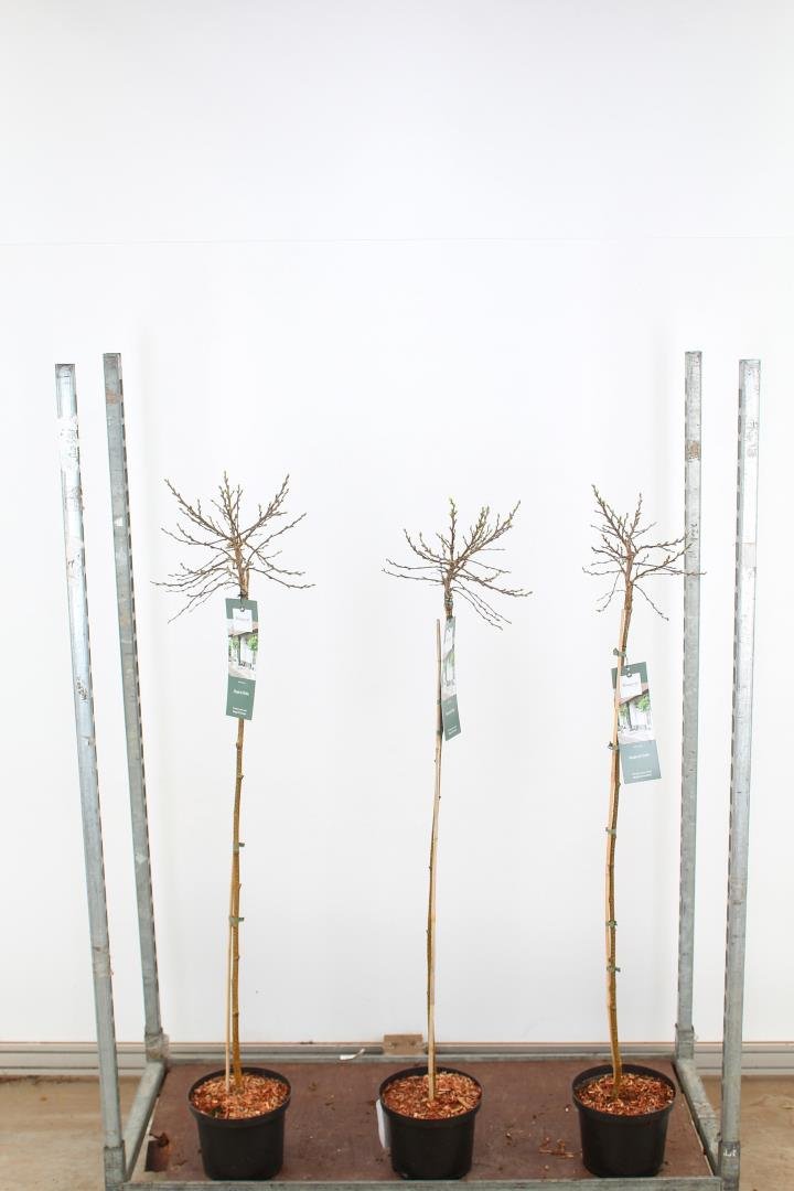 Dekoratyvinis medis, beržas "Magical Globe", vazonėlio skersmuo 23 cm.