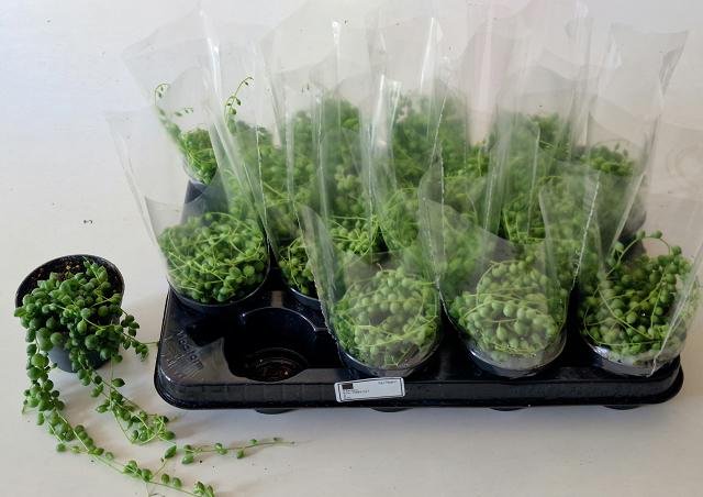 Kambarinis augalas, žilė "Rowlwyanus", vazonėlio skersmuo 8 cm.