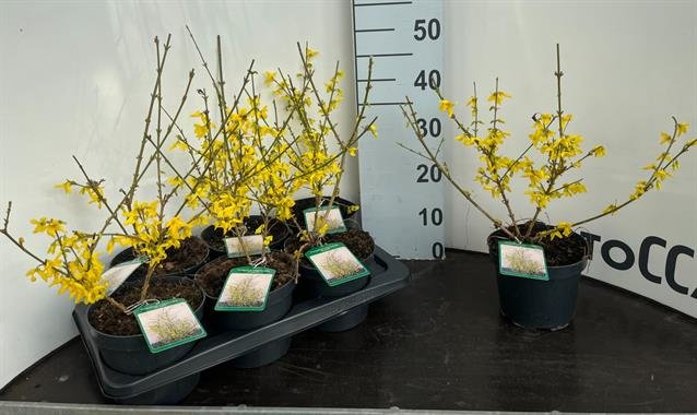 Dekoratyvinis krūmas, forsitija, vazonėlio skersmuo 17 cm.