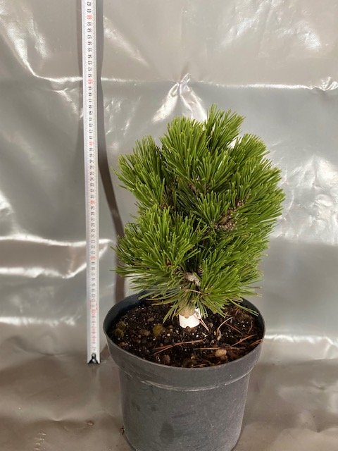 Spygliuotis, baltažievė pušis "Smidtii", vazonėlio skersmuo 23 cm.