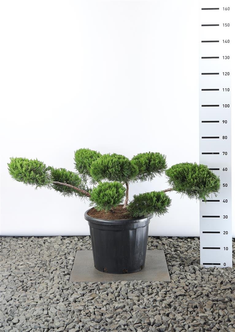 Spygliuotis, kadagys tarpinis "Mint Julep", aukštis 100-125 cm., vazonas 25 l.