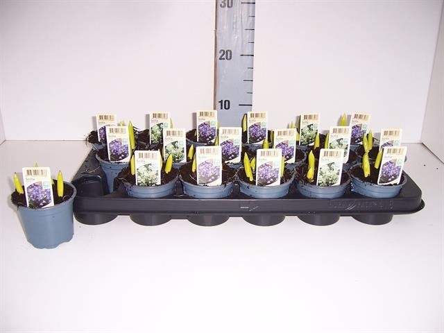 Daugiametė gėlė, scylė, vazonėlio skersmuo 9 cm.