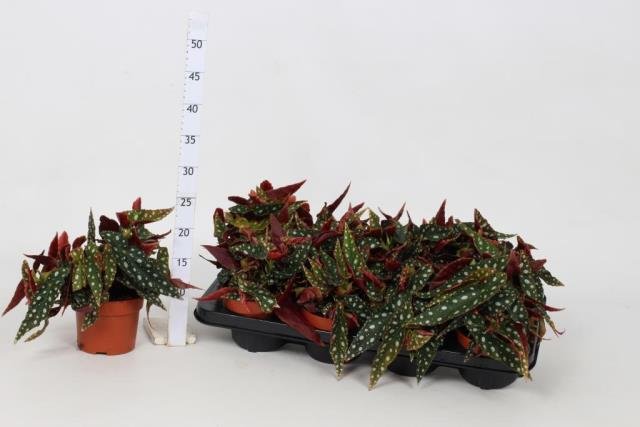 Kambarinis augalas, begonija (lapinė) "Wightii", vazonėlio skersmuo 12 cm.