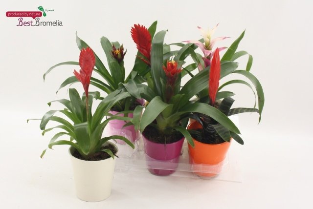 Kambarinis augalas, bromelija, vazonėlio skersmuo 13 cm.