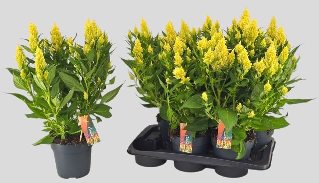 Kambarinis augalas, celiozija "Fire Lime", vazonėlio skersmuo 17 cm.