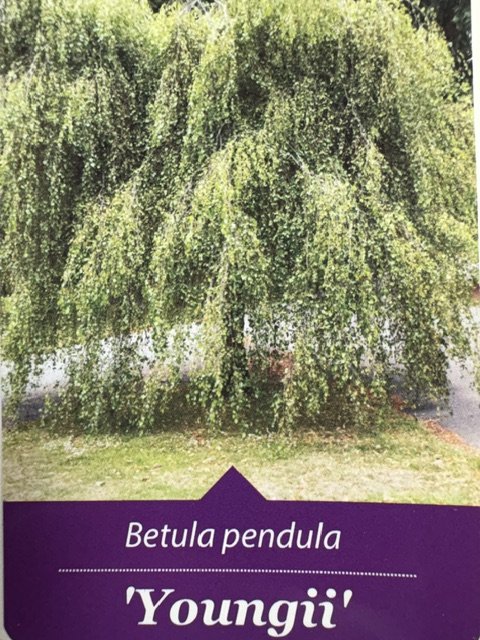 Dekoratyvinis medis, beržas karpotasis "Youngii", vazonėlio skersmuo 33 cm.