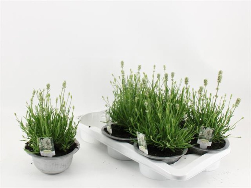 Daugiametė gėlė, levanda "Aroma White", vazonėlio skersmuo 18 cm.
