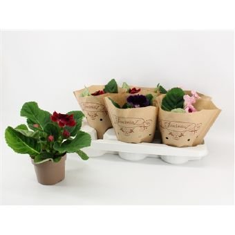 Kambarinis augalas, gloksinija, vazonėlio skersmuo 12 cm.