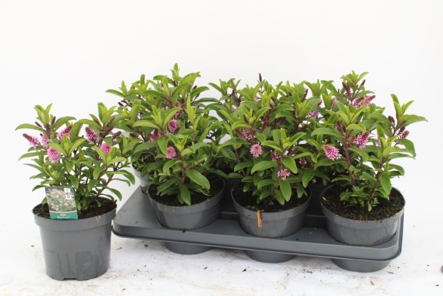 Dekoratyvinis krūmas, hebė "Tima S Ros", vazonėlio skersmuo 15 cm.