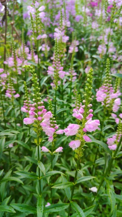 Daugiametė gėlė, pūstatauris, vazonas 2 l