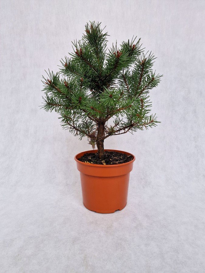 Spygliuotis, pušis paprastoji "Frensham", vazonėlio skersmuo 19 cm.