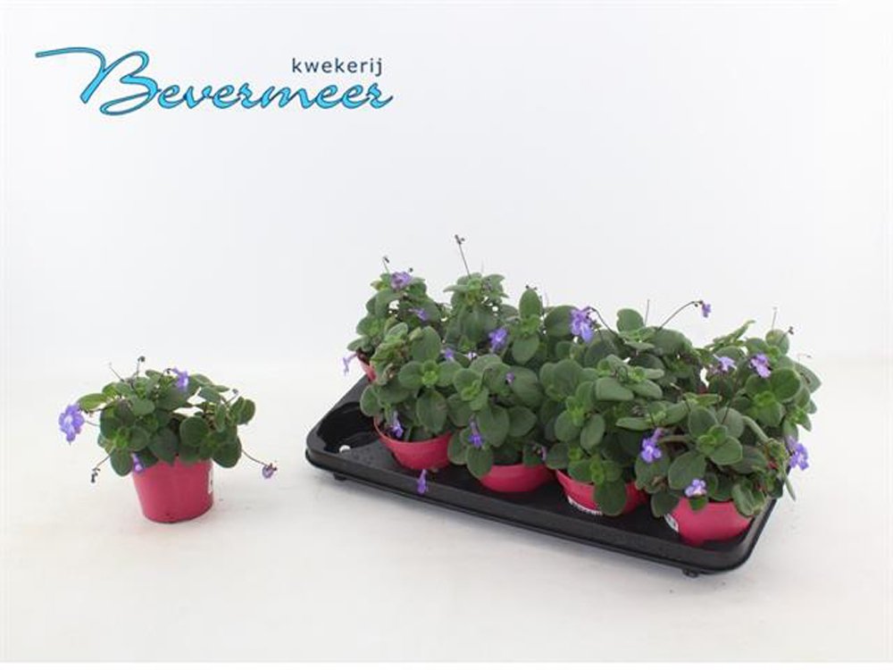 Kambarinis augalas, streptokarpas "Soxarum", vazonėlio skersmuo 12 cm.