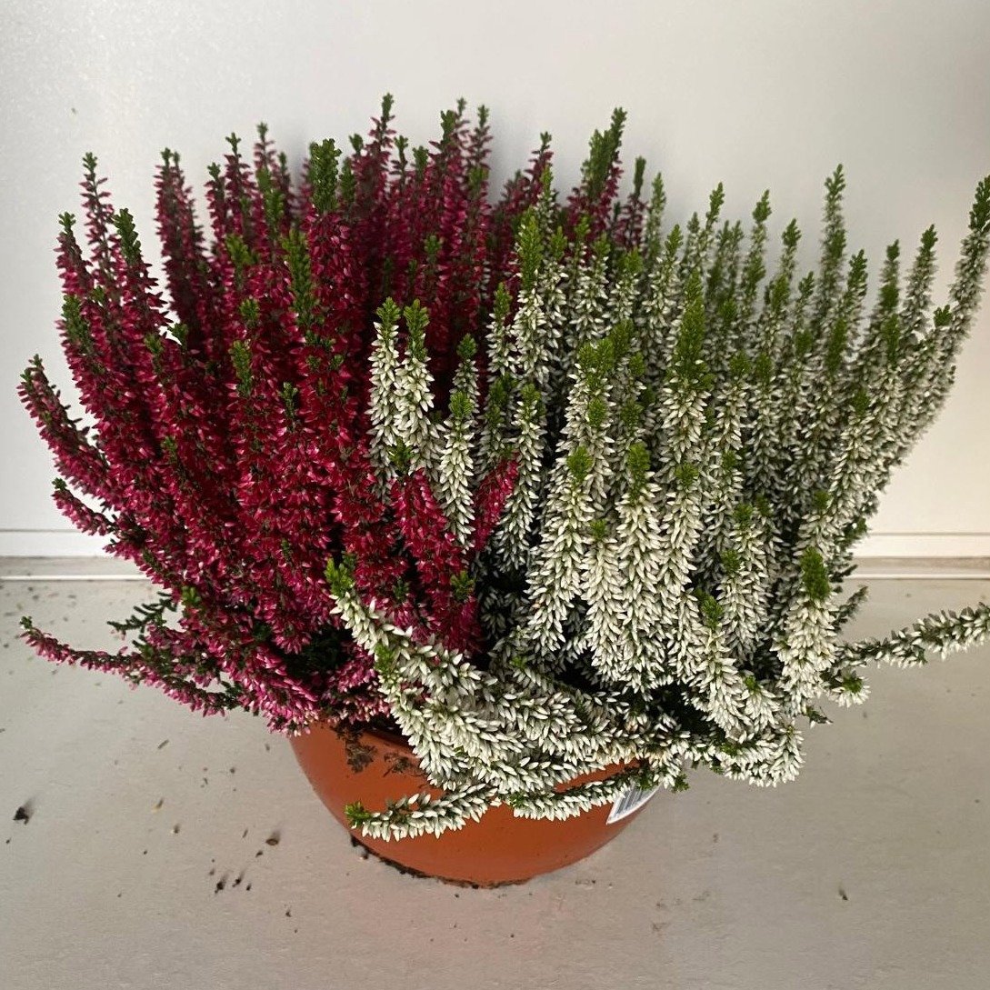 Vienmetis augalas, viržis "Gem Pt 2kl", vazonėlio skersmuo 23 cm.