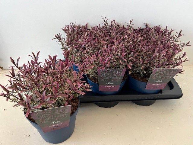 Dekoratyvinis krūmas, hebė, vazonėlio skersmuo 17 cm.