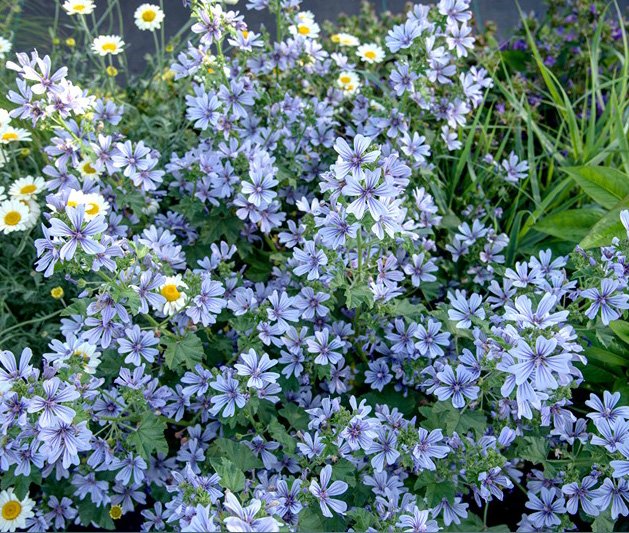 Daugiametė gėlė, dedešva, vazonas 2 l.