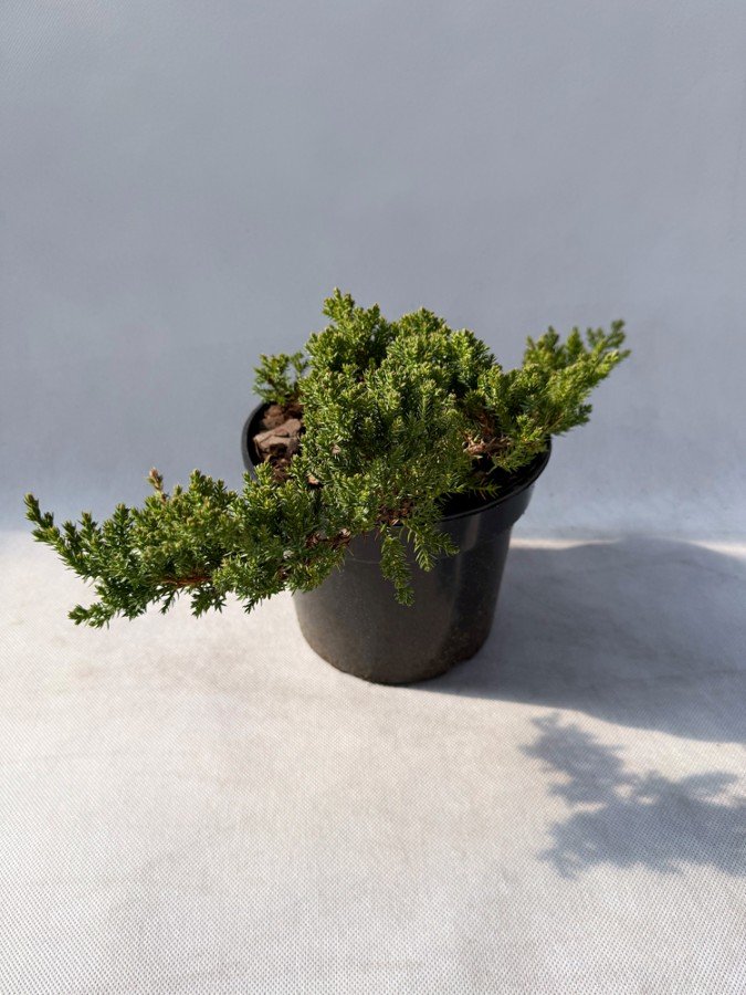 Spygliuotis, kadagys plėtrusis "Nana", vazonas 3 l.