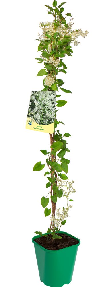 Vijoklinis augalas, pelėvirkštis, vazonas 2 l.