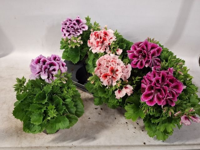 Vienmetė gėlė, pelargonija, vazonėlio skersmuo 13 cm.