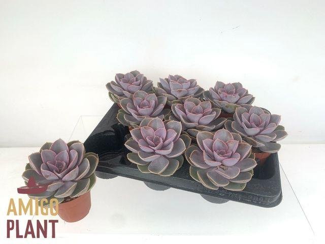 Kambarinis augalas, kalvorė (eševerija) "Perke Von Nurn", vazonėlio skersmuo 9 cm.