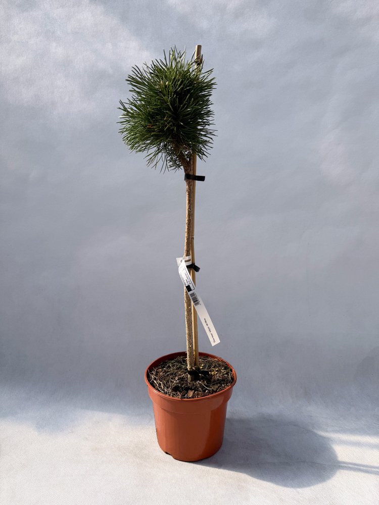 Spygliuotis, pušis kalninė "Allgau", aukštis 40-50 cm., vazonas 3 l.