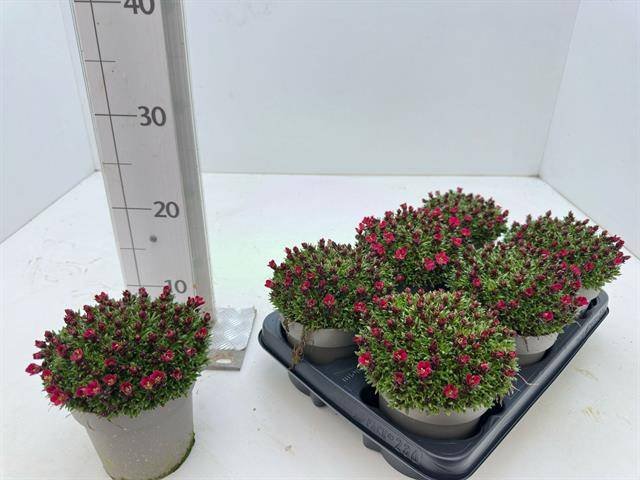 Alpinariumo augalas, uolaskėlė "Marto red", vazonėlio skersmuo 13 cm.