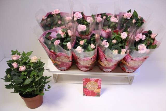 Kambarinis augalas, rožė, vazonėlio skersmuo 17 cm.