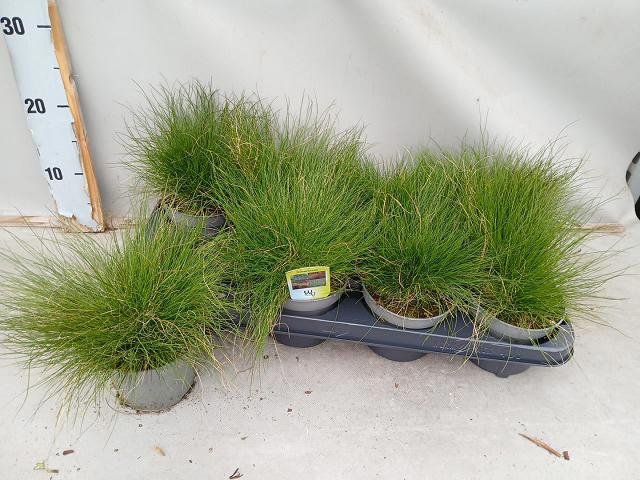 Žolinis augalas, eraičinas ametistinis , vazonėlio skersmuo 12 cm.