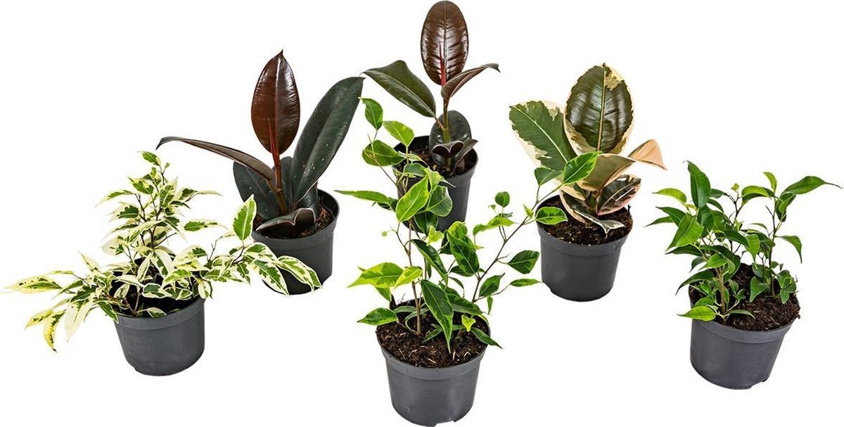 Kambarinis augalas, fikusas, įvairūs, vazonėlio skersmuo 8 cm.