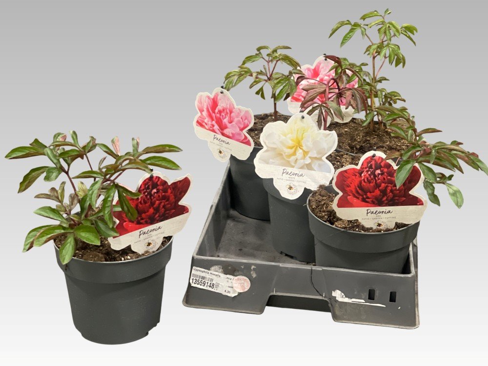 Daugiametė gėlė, bijūnas, įvairūs, vazonėlio skersmuo 19 cm.