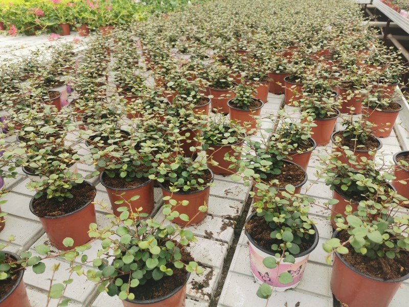 Vienmetė gėlė, miulenbekija (svyranti), vazonėlio skersmuo 17 cm.