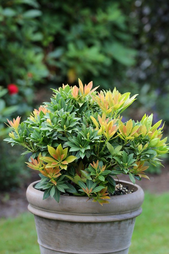 Dekoratyvinis krūmas, japoninis pieris "Sarabande", vazonas 2 l.