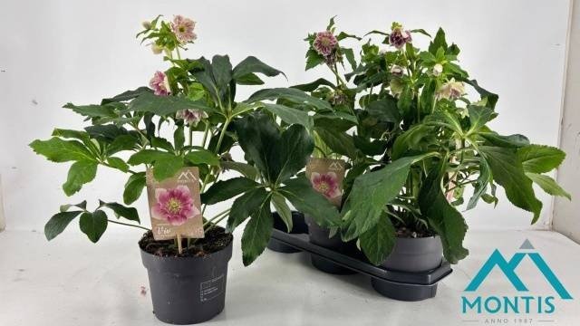 Daugiametė gėlė, eleboras "Orientalis pink", vazonėlio skersmuo 19 cm.